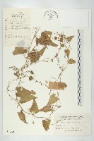 合子草藏品圖，第1張