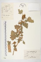 蒼耳藏品圖，第1張