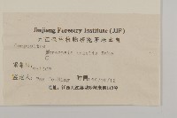 金雞菊藏品圖，第3張