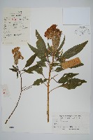 雞冠花藏品圖，第1張