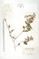 千里光藏品圖，第1張