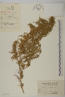 臭杏、土荊芥藏品圖，第1張