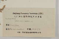 黃花蒿藏品圖，第3張
