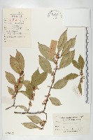 藤胡頹子藏品圖，第1張