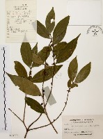 茜草樹藏品圖，第1張