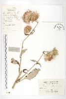 臺灣青木香藏品圖，第1張