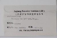 闊葉十大功勞藏品圖，第2張