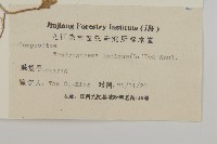 油菊、野菊藏品圖，第3張