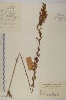 牡蒿藏品圖，第1張