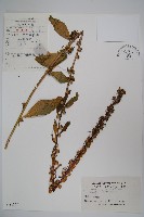 江南山梗菜藏品圖，第1張