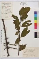 山綠柴藏品圖，第1張