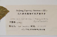 刺楸，蓖麻葉五加藏品圖，第2張