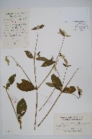 牛膝藏品圖，第1張