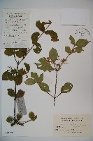 莢迷藏品圖，第1張