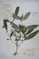 柳葉水蓑衣藏品圖，第1張