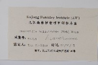 柳葉水蓑衣藏品圖，第2張