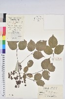 茄苳、重陽木藏品圖，第1張