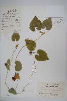 金錢豹藏品圖，第1張