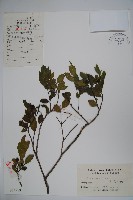 假黃楊藏品圖，第1張