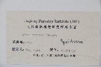 假黃楊藏品圖，第2張