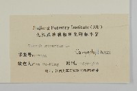 瞿麥藏品圖，第3張