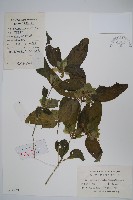 九頭獅子草藏品圖，第1張