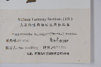 九頭獅子草藏品圖，第2張