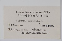 繁穗莧藏品圖，第2張