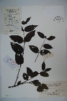 裡白忍冬、紅腺忍冬藏品圖，第1張