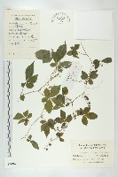 絞股藍藏品圖，第1張