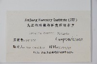 江南山梗菜藏品圖，第2張