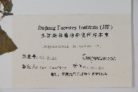 大花金錢豹藏品圖，第2張