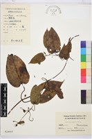 亨利氏鐵線蓮藏品圖，第1張