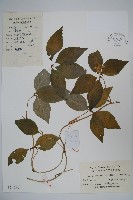 羊乳、四葉參藏品圖，第1張