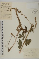 角菜、珍珠菜藏品圖，第1張