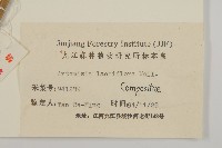 角菜、珍珠菜藏品圖，第3張