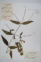 柳葉牛膝藏品圖，第1張