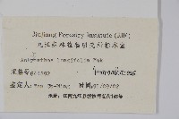 柳葉牛膝藏品圖，第2張