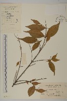 百齒衛矛藏品圖，第1張