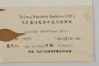 百齒衛矛藏品圖，第3張