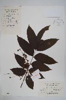 木蜡樹、野漆樹藏品圖，第1張