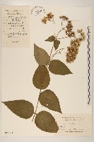 華澤蘭藏品圖，第1張