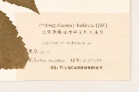 華澤蘭藏品圖，第3張