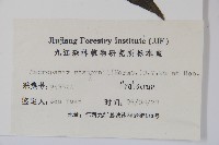 短梗大參藏品圖，第2張