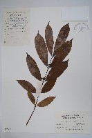 紫花絡石藏品圖，第1張