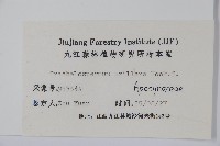 紫花絡石藏品圖，第2張