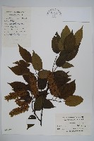 大穗鵝耳櫪藏品圖，第1張