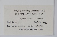 大穗鵝耳櫪藏品圖，第2張