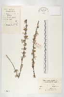 小葉胡頹子藏品圖，第1張