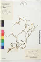 肉根毛茛藏品圖，第1張